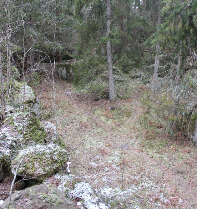 Metsä, jossa hennosti erottuu haaroittuva kapea polku.