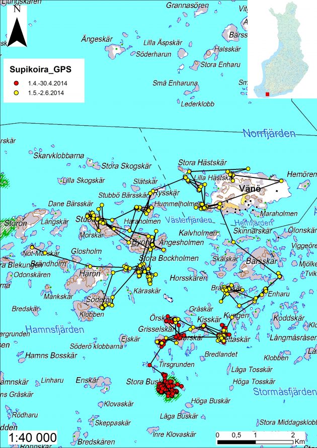 Karttakuva GPS-pannoitetun supikoiran liikkeistä saaristossa. 