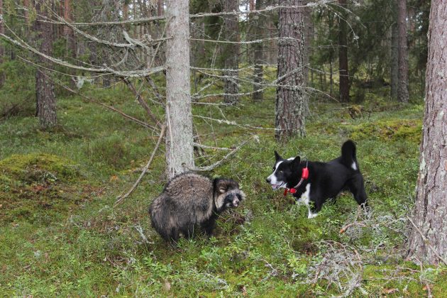 Varvikon peittämässä metsässä pystykorvainen koira haukkumassa supikoiralle, joka kyyristelee selkäänsä.