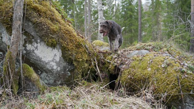 En hund i skogen.