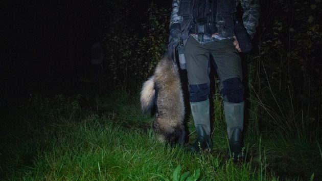 Metsästäjä kantaa supikoirasaalista öiseen aikaan. 