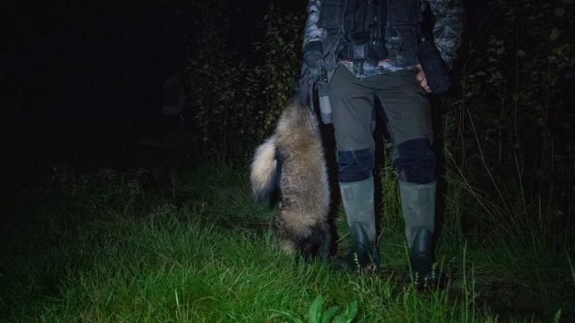 Jägaren bär en död mårdhund. 