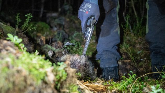 En jägare riktar en pistol mot en död mårdhund.