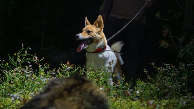 En hund i skogen, en död mårdhund i förgrunden.