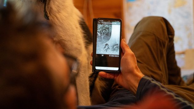 Jägaren tittar på viltkamerans bild av en mårdhund på sin telefon.